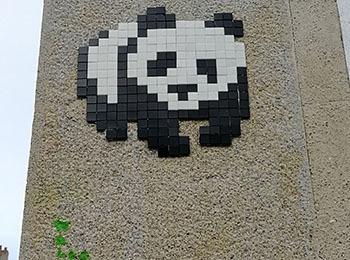 panda